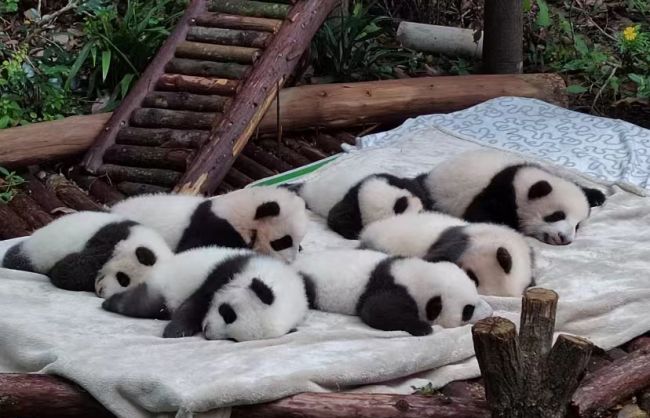 10 Days Chengdu – Xi’an – Xining – Lhasa Private Tour