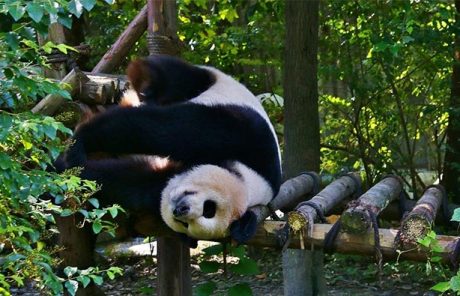 Pandas in Chengdu Panda Research Base