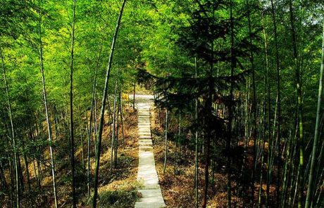 Mukeng Bamboo Forest