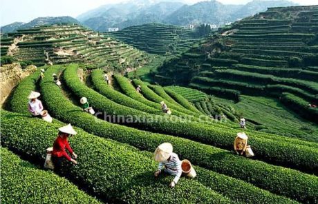 Anxi Tea Garden