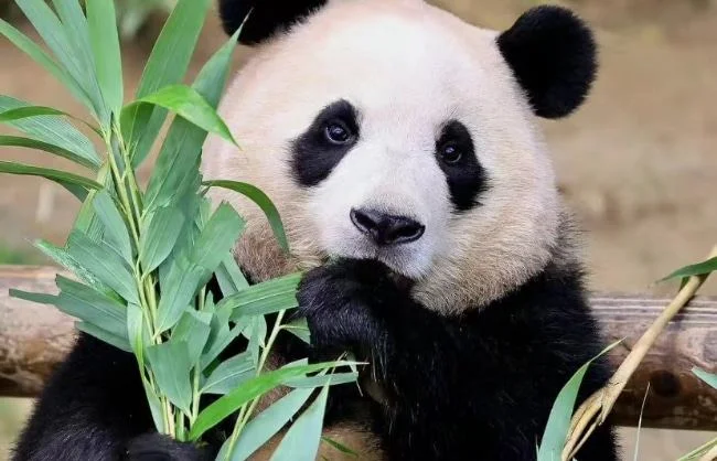 Chengdu-Pandas