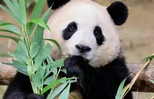 Chengdu Pandas