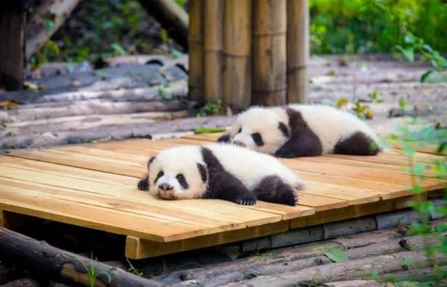 Chengdu Pandas