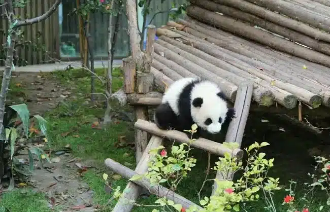 8 Days Private Tour of Chengdu – Lhasa – Shigatse