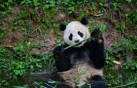 China tours with panda visit