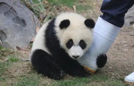 China chengdu trips with giant panda