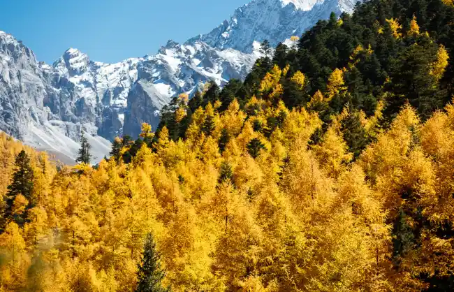 Daocheng Yading in Autumn