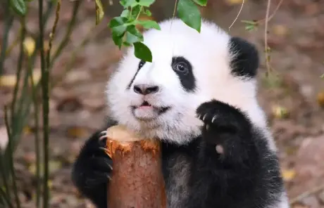 China panda tours