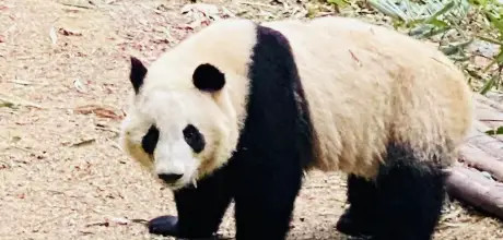 Giant panda in Chengdu China
