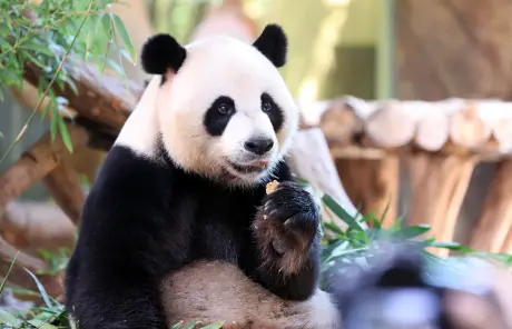 China tours with giant panda