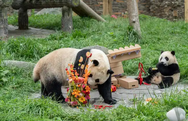 Cheng tours to see giant panda have meals