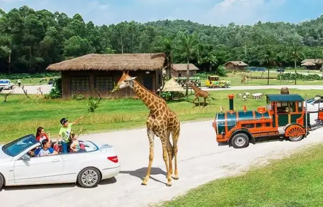 4 Days Family-Friendly Guangzhou Chimelong Safari Park Tour