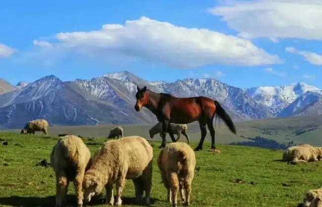 Xinjiang Ili River Valley