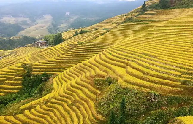 Longji Rice Terraces in Autumn
