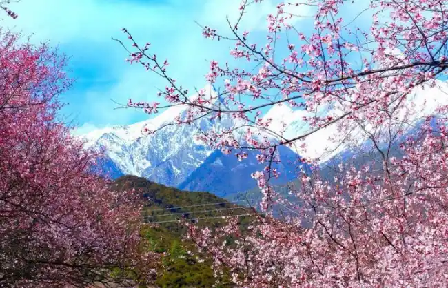 Nyingchi Peach Blossom in April