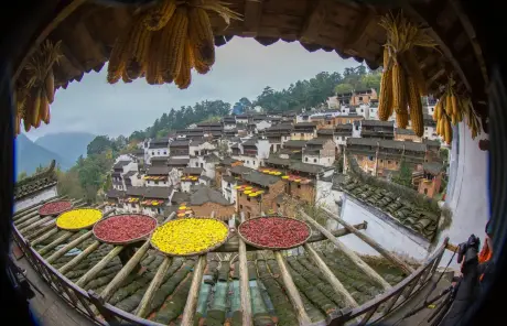 wuyuan-autumn-harvest