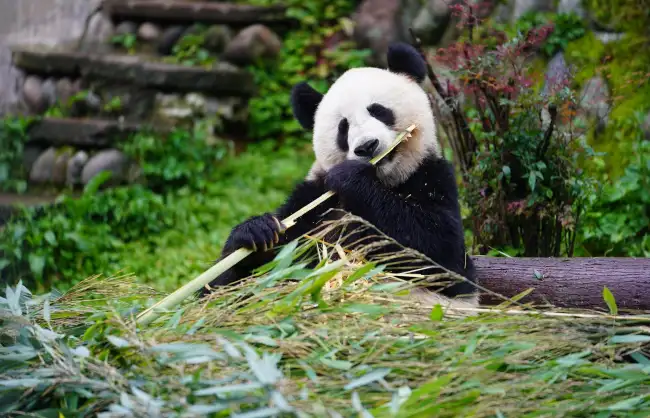 Ya'an Bifengxia Panda Base
